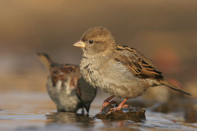 BUITEN BEELD Foto: 26668