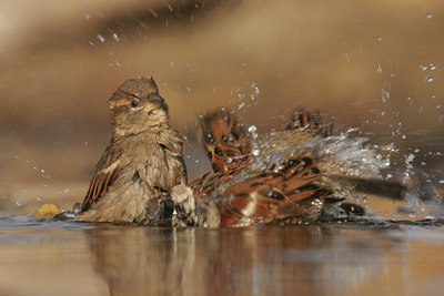 BUITEN BEELD Foto: 26670