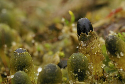 BUITEN BEELD Foto: 26701