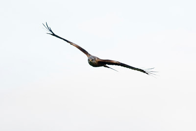 BUITEN BEELD Foto: 26739