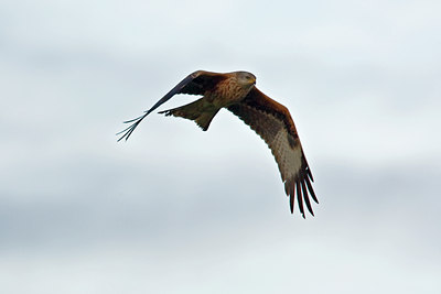 BUITEN BEELD Foto: 26742