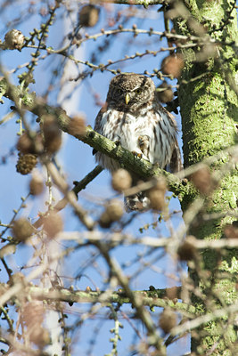 BUITEN BEELD Foto: 26750