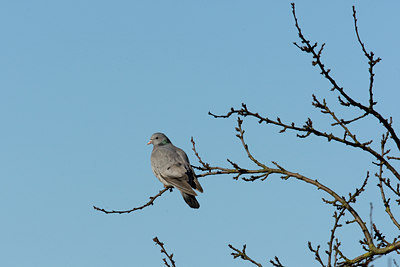BUITEN BEELD Foto: 26752