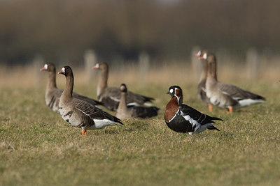 BUITEN BEELD Foto: 26754
