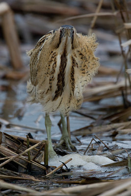 BUITEN BEELD Foto: 26757