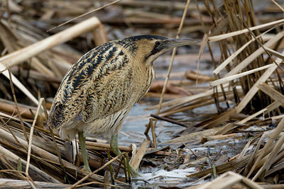 BUITEN BEELD Foto: 26760