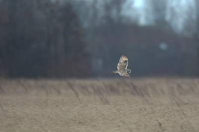 BUITEN BEELD Foto: 26765