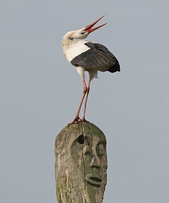 BUITEN BEELD Foto: 26798