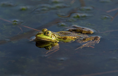 BUITEN BEELD Foto: 26820