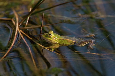 BUITEN BEELD Foto: 26821