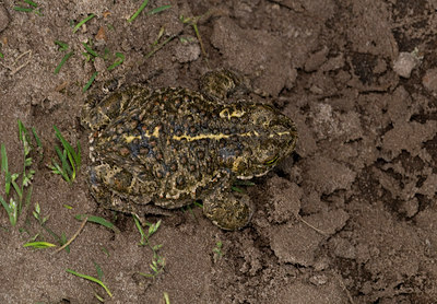 BUITEN BEELD Foto: 26822