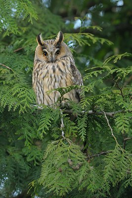 BUITEN BEELD Foto: 26833
