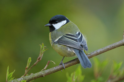 BUITEN BEELD Foto: 26835