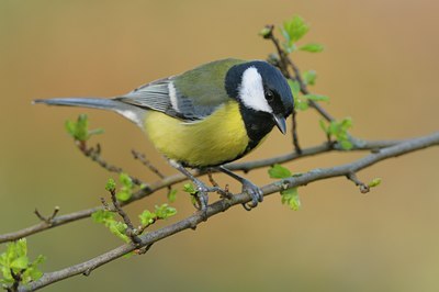 BUITEN BEELD Foto: 26836
