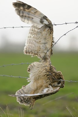 BUITEN BEELD Foto: 26839