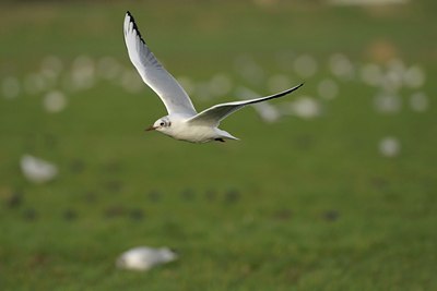 BUITEN BEELD Foto: 26843