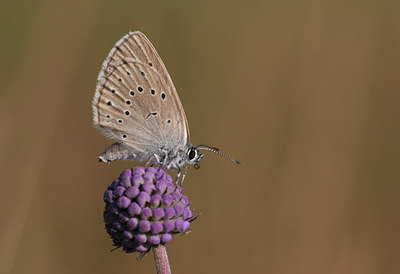 BUITEN BEELD Foto: 26851