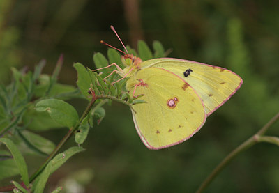 BUITEN BEELD Foto: 26855