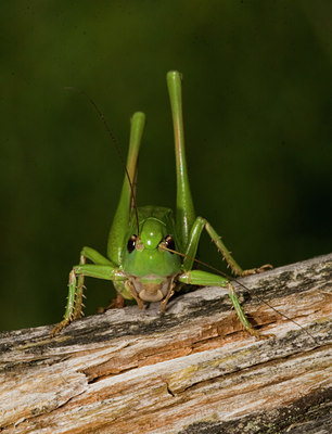 BUITEN BEELD Foto: 26864