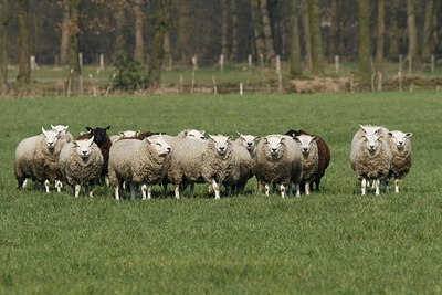 BUITEN BEELD Foto: 26890