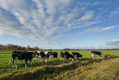 BUITEN BEELD Foto: 26897