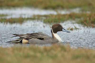 BUITEN BEELD Foto: 26912