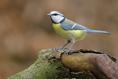 BUITEN BEELD Foto: 26942