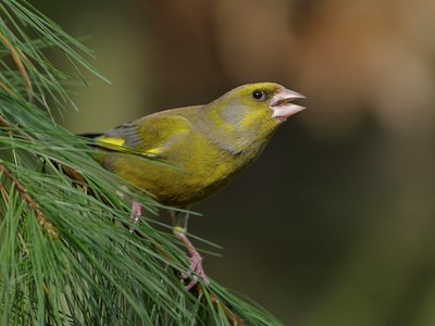BUITEN BEELD Foto: 26944