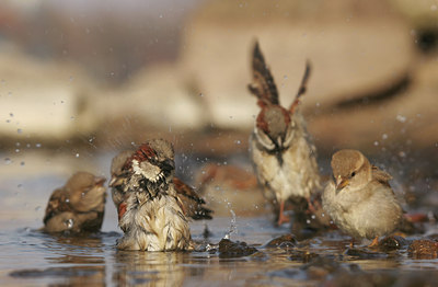 BUITEN BEELD Foto: 26974