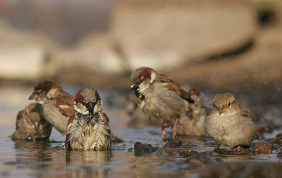 BUITEN BEELD Foto: 26975