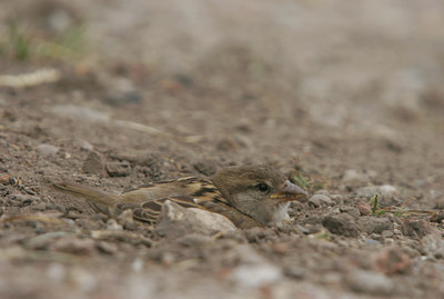 BUITEN BEELD Foto: 26980