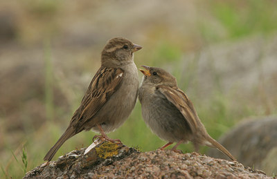 BUITEN BEELD Foto: 26983