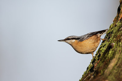 BUITEN BEELD Foto: 269001