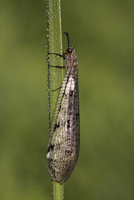 BUITEN BEELD Foto: 269040
