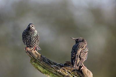 BUITEN BEELD Foto: 269044