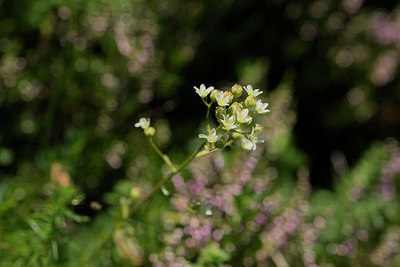 BUITEN BEELD Foto: 269052