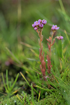 BUITEN BEELD Foto: 269056