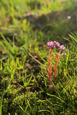 BUITEN BEELD Foto: 269060