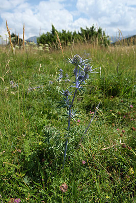 BUITEN BEELD Foto: 269063