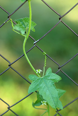 BUITEN BEELD Foto: 269077