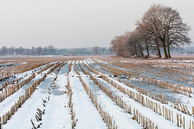 BUITEN BEELD Foto: 269085