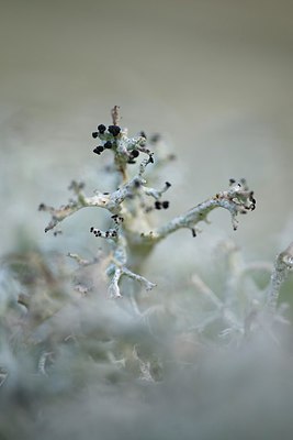 BUITEN BEELD Foto: 269138