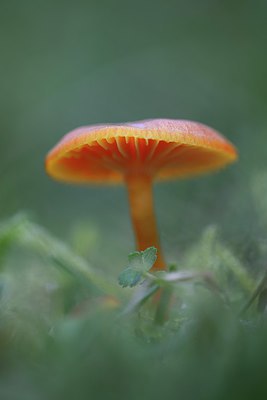 BUITEN BEELD Foto: 269140