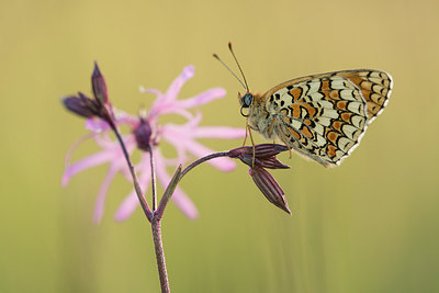 BUITEN BEELD Foto: 269168