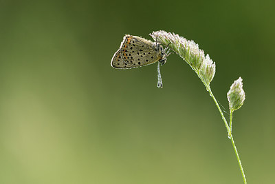 BUITEN BEELD Foto: 269169