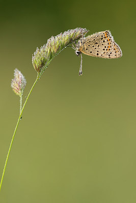 BUITEN BEELD Foto: 269170