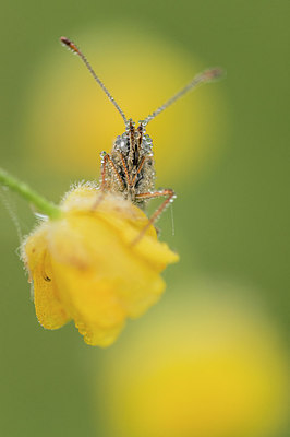 BUITEN BEELD Foto: 269172