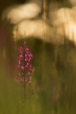 BUITEN BEELD Foto: 269180