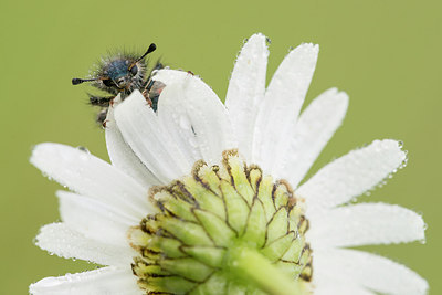 BUITEN BEELD Foto: 269183