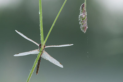 BUITEN BEELD Foto: 269186
